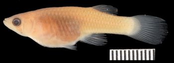 Media type: image;   Ichthyology 157067 Description: female;